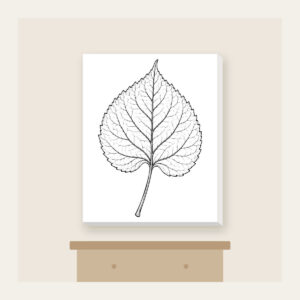 Single Leaf Study in Black Line Art Canvas Print in white: A single leaf and stem in fine black line art, edged with a thin border.