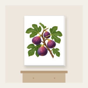 Fig Branch with Plump Purple Figs Canvas Print in white: A fig branch carrying plump purple figs and broad green leaves on a cream ground.
