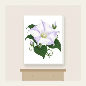 Moonflower on Deep Green Canvas Print in white: One large moonflower in white and lavender glows against a deep green ground.