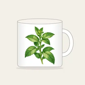 Wild Mint Sprig Mug in white: A single wild mint sprig with serrated leaves in cream and green.