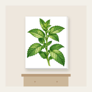 Wild Mint Sprig Canvas Print in white: A single wild mint sprig with serrated leaves in cream and green.