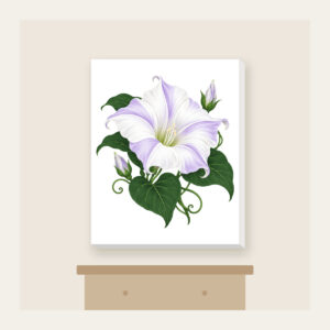 Moonflower on Deep Green Canvas Print in white: One large moonflower in white and lavender glows against a deep green ground.