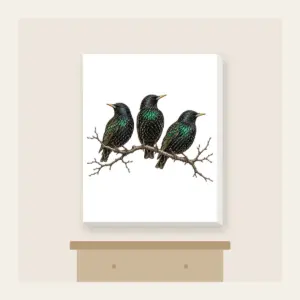 Three Starlings on a Bare Branch Canvas Print in white: Three starlings perch on a bare branch in charcoal and iridescent green on a pale ground.