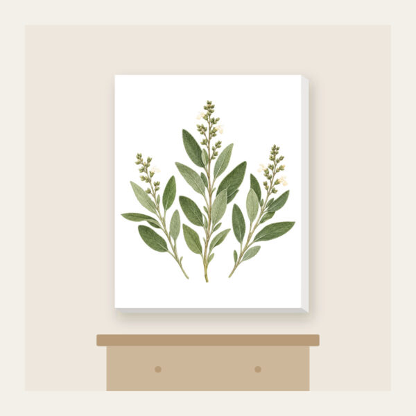 Product image Three Pressed Sage Sprigs Canvas Print